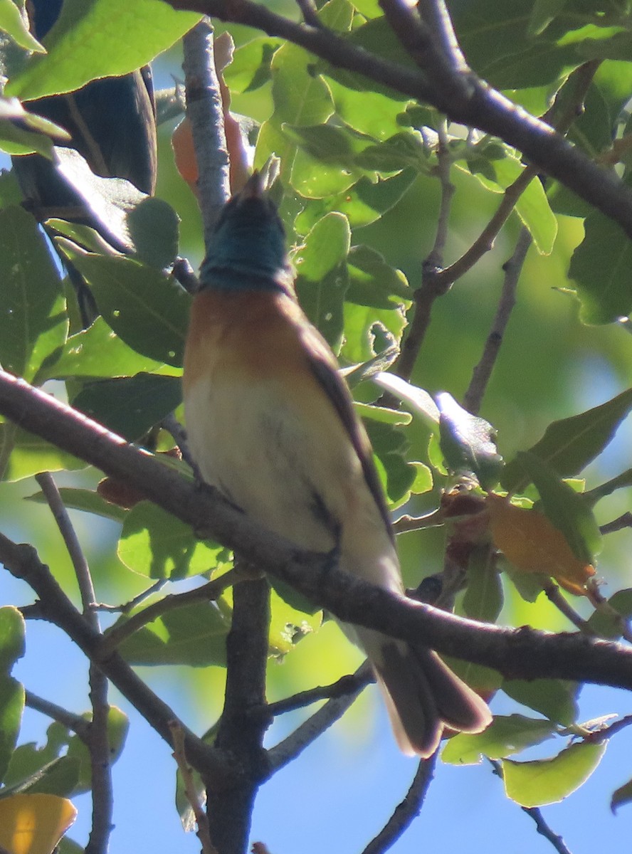 Lazuli Bunting - Elaine Wagner