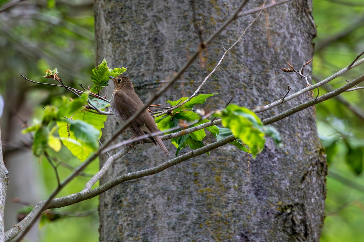 Swainson's Thrush - ML619353510