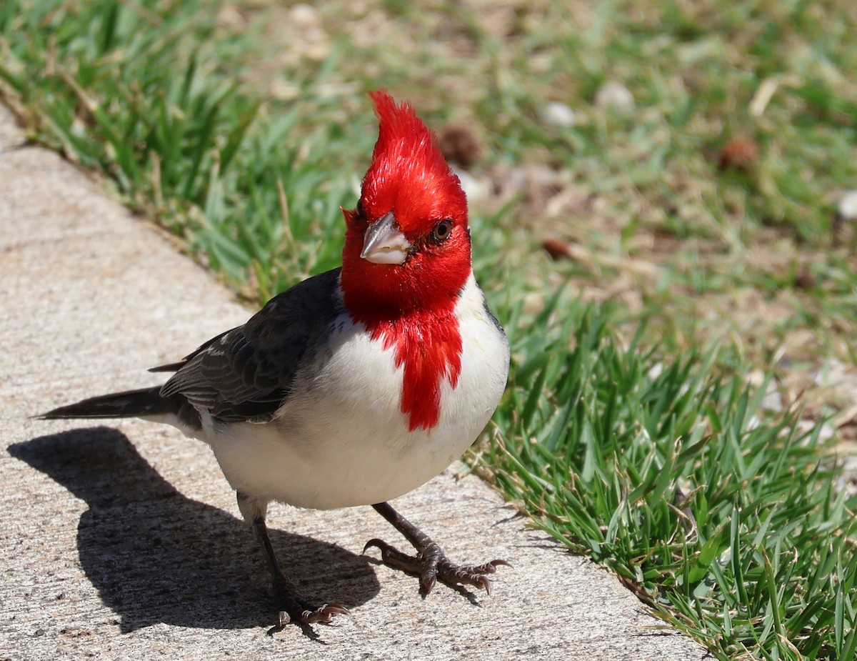 Red-crested Cardinal - Judy Walker