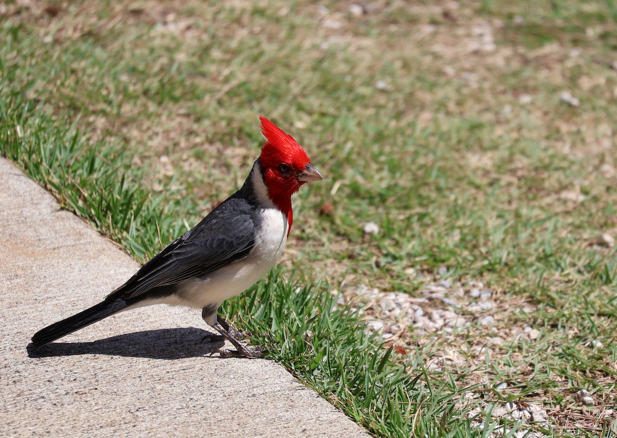 Red-crested Cardinal - Judy Walker
