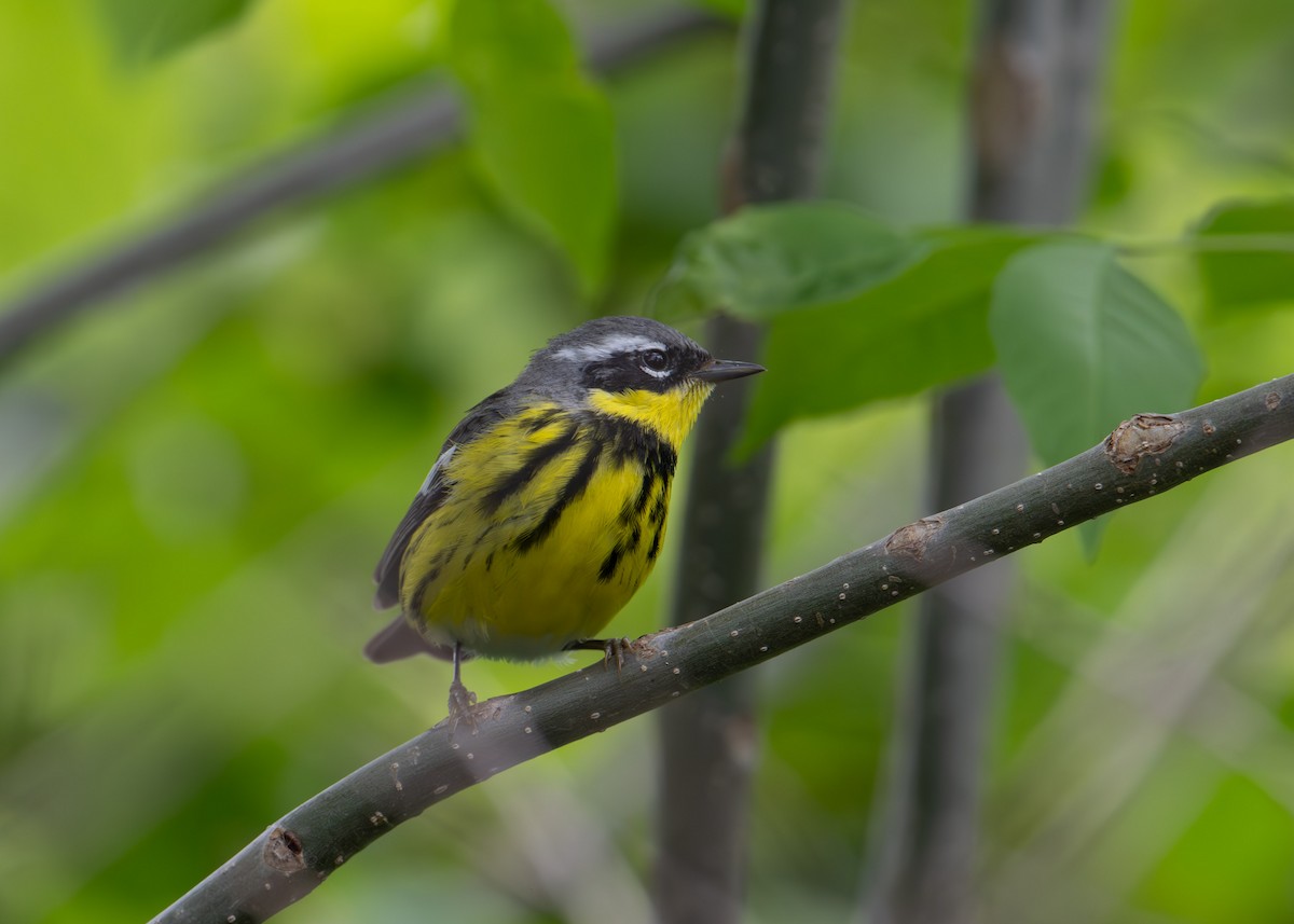 Magnolia Warbler - Sheila and Ed Bremer