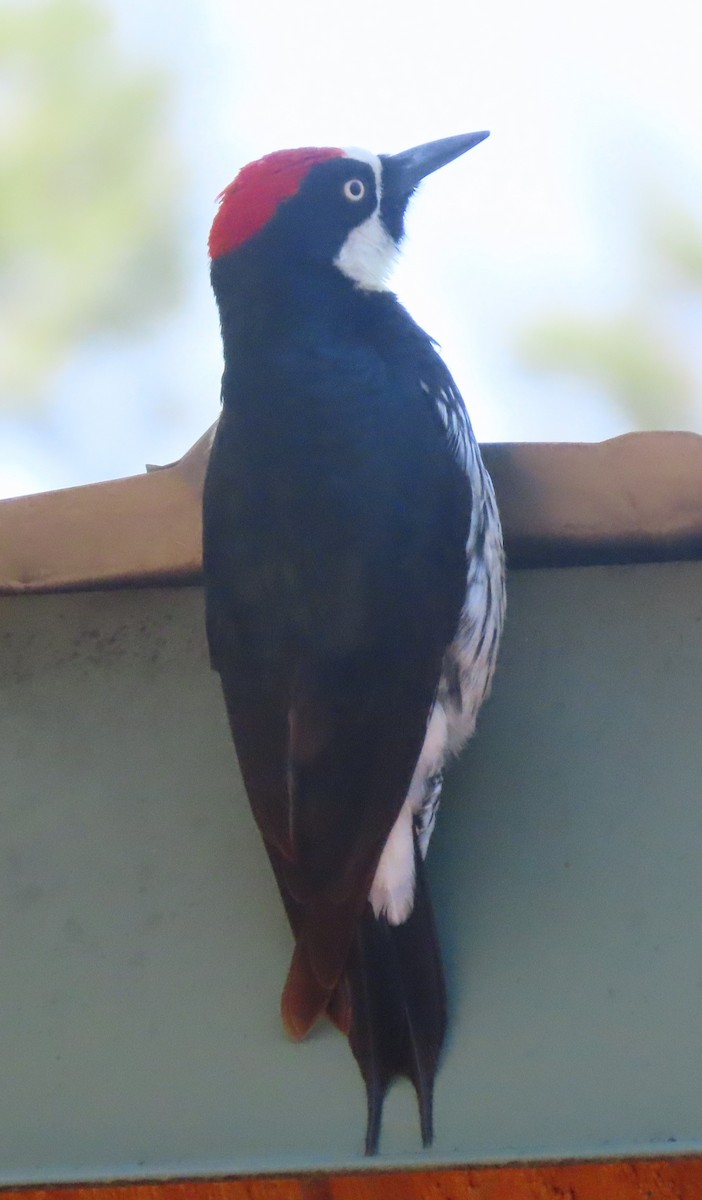 Acorn Woodpecker - Elaine Wagner