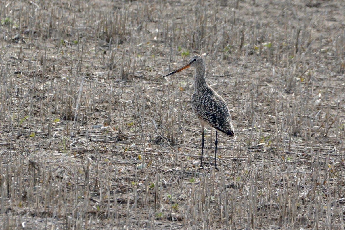 Marbled Godwit - ML619353545