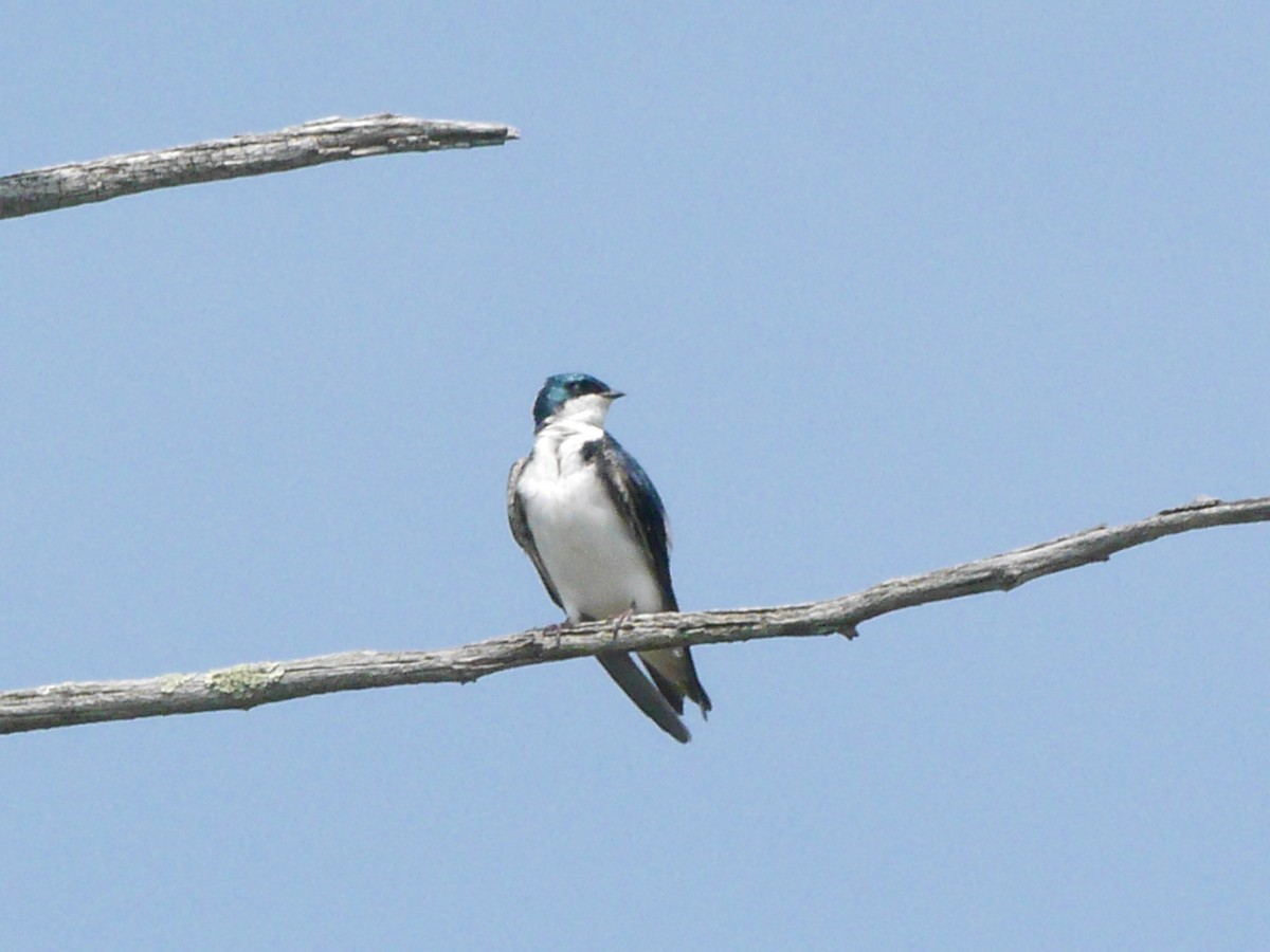 Tree Swallow - ML619353546