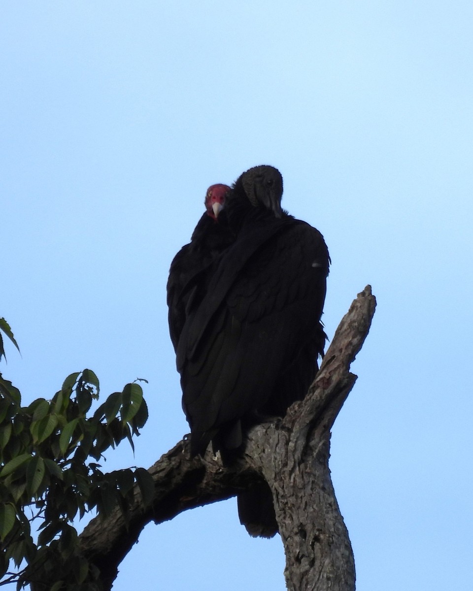 Turkey Vulture - ML619353562
