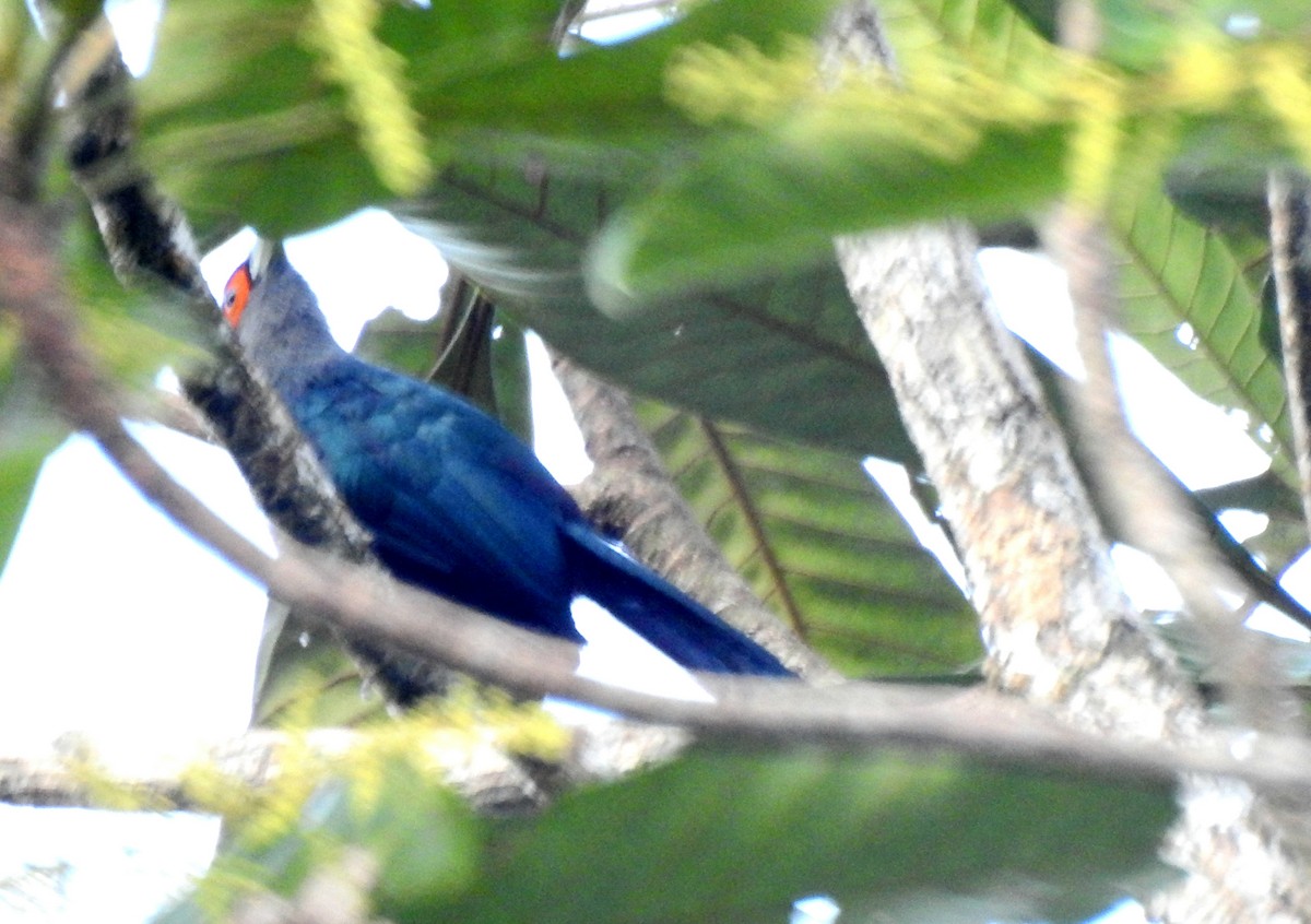 Chestnut-bellied Malkoha - ML619353567