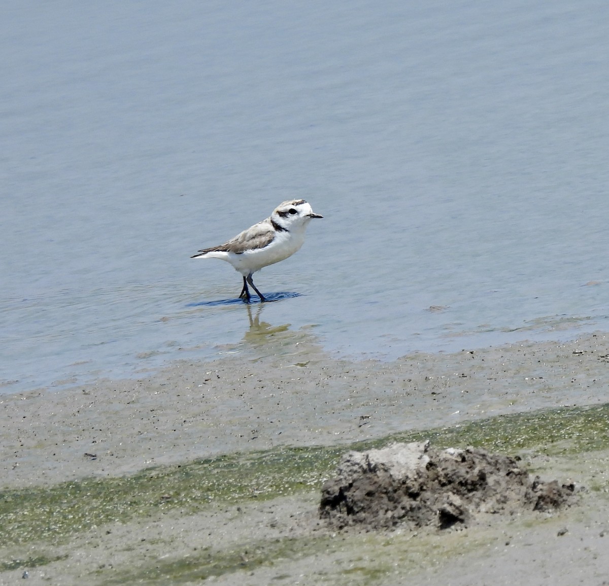 Snowy Plover - Christopher Daniels