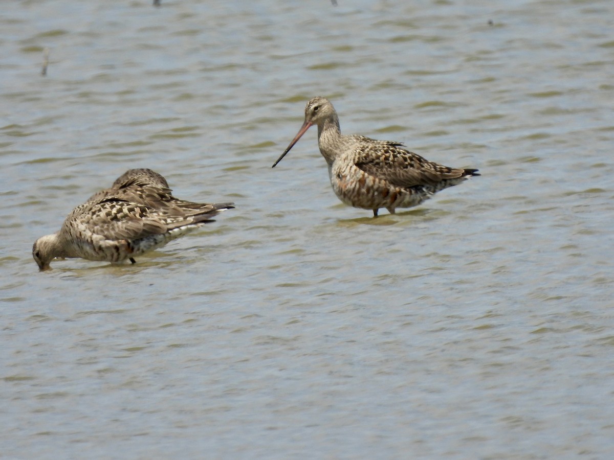 Hudsonian Godwit - ML619353580