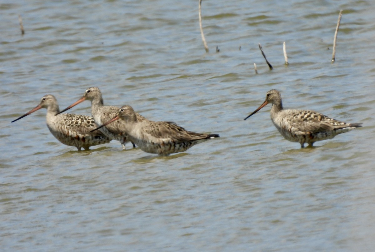 Hudsonian Godwit - Christopher Daniels