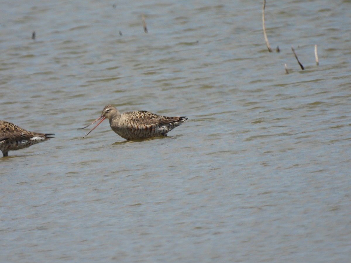 Hudsonian Godwit - Christopher Daniels