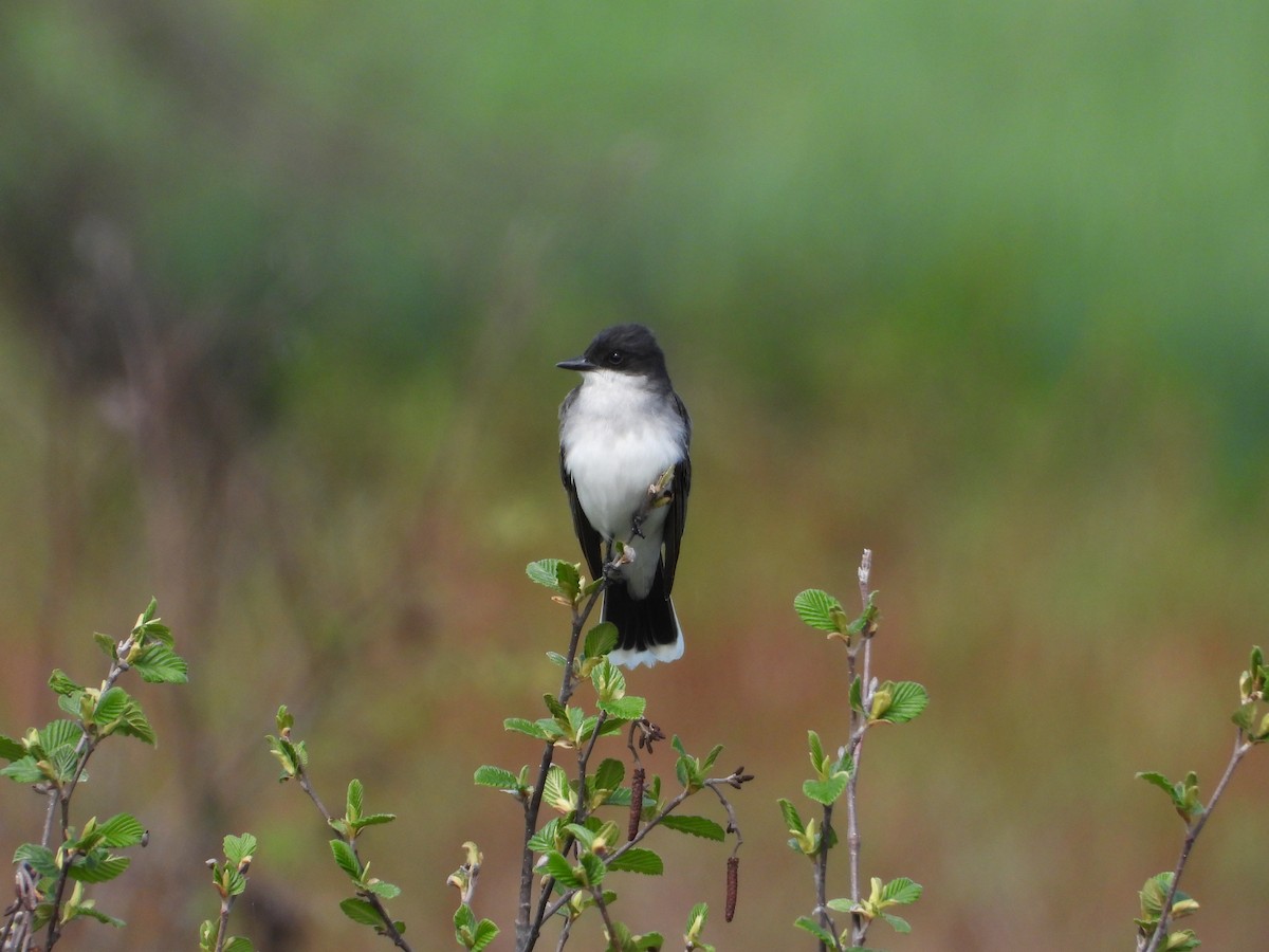 Eastern Kingbird - Christine Bolduc