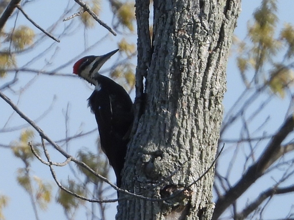 Pileated Woodpecker - ML619353614