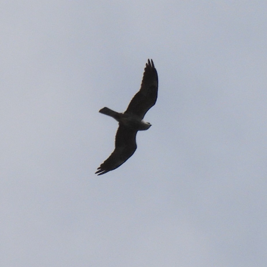 Mississippi Kite - ML619353627