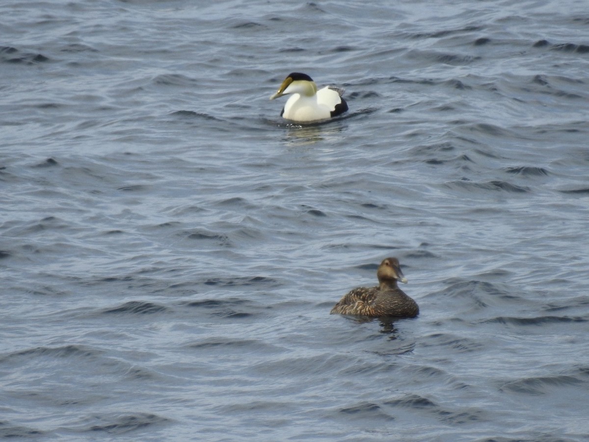 Common Eider - Fred MacKenzie