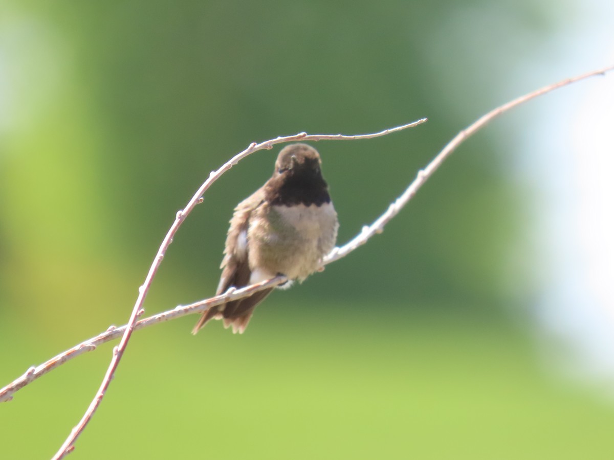 Black-chinned Hummingbird - Katherine Holland