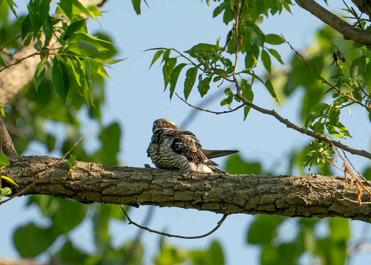 Common Nighthawk - Sheila and Ed Bremer