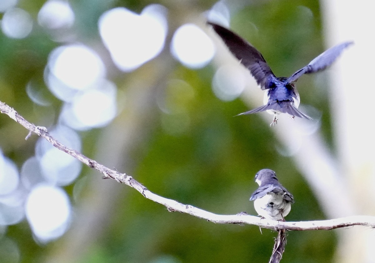 Tree Swallow - Derek Etherton