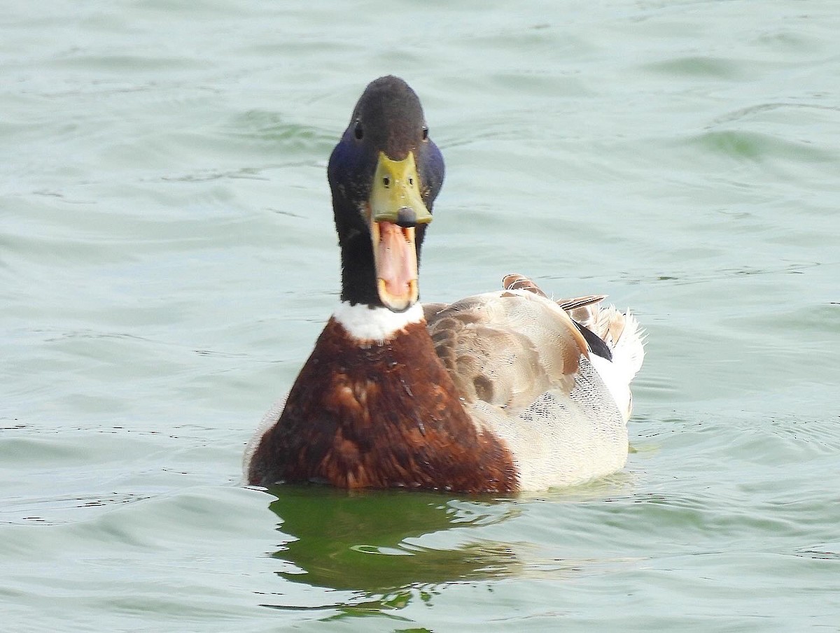 Mallard - Nick & Jane