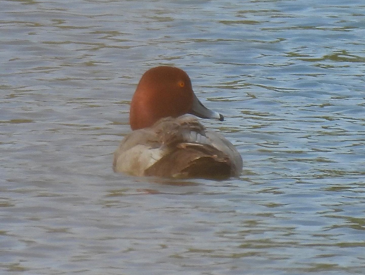 Fuligule à tête rouge - ML619353682