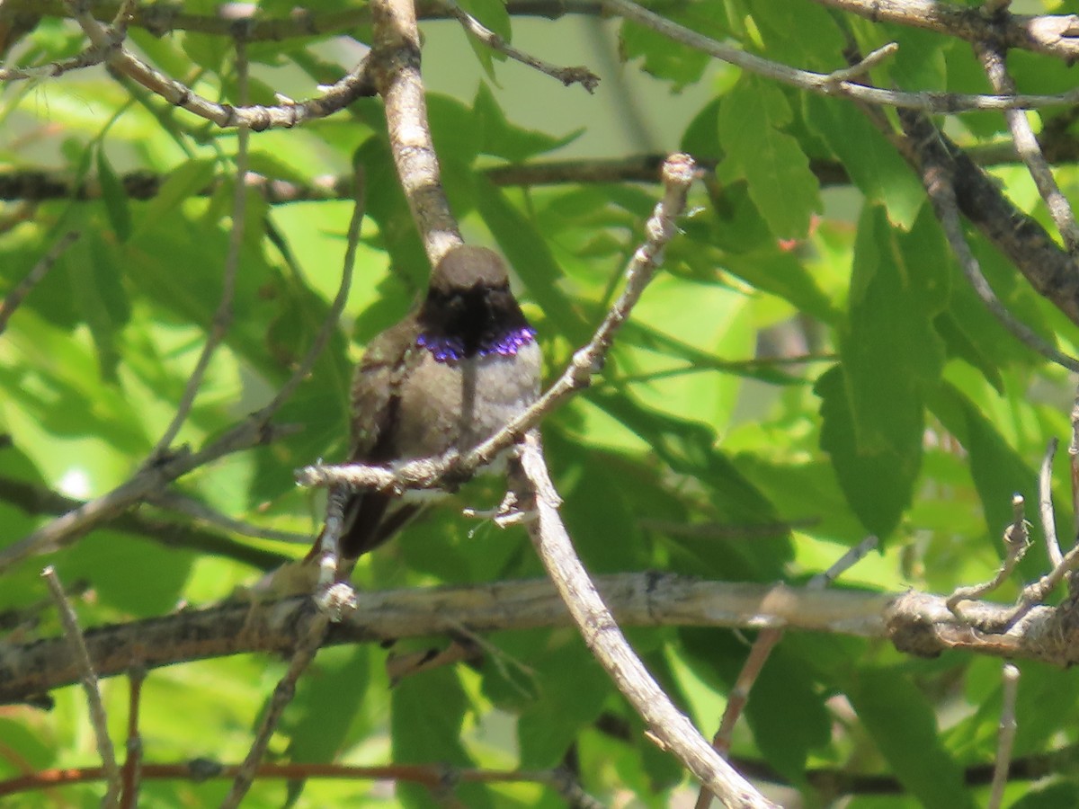 Black-chinned Hummingbird - Katherine Holland