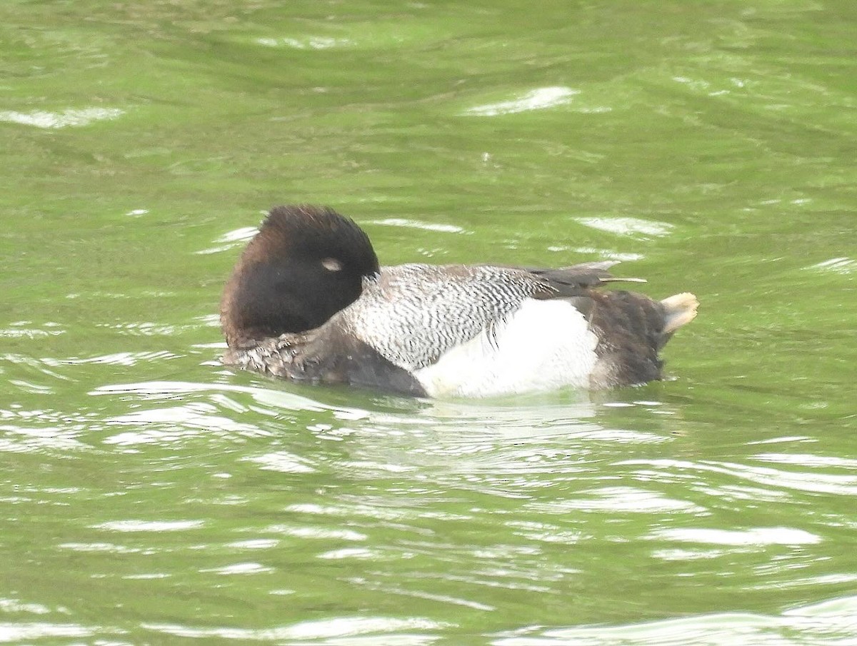 Lesser Scaup - Nick & Jane