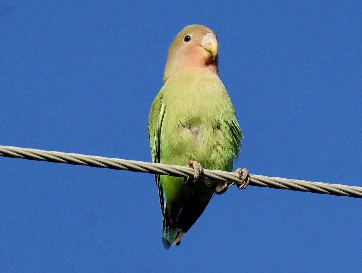 Rosy-faced Lovebird - ML619353692