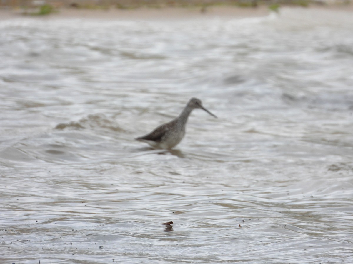 Greater Yellowlegs - ML619353701