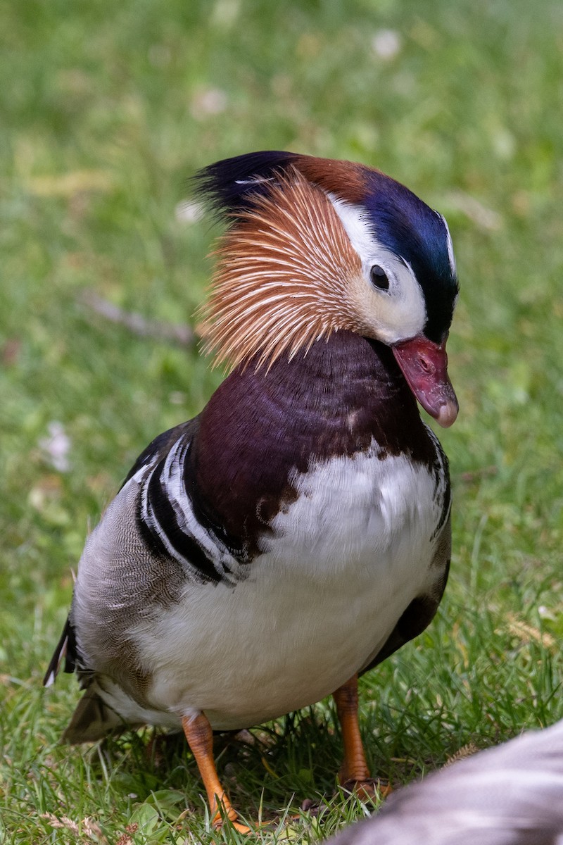 Mandarin Duck - Gerhard Josef Bauer