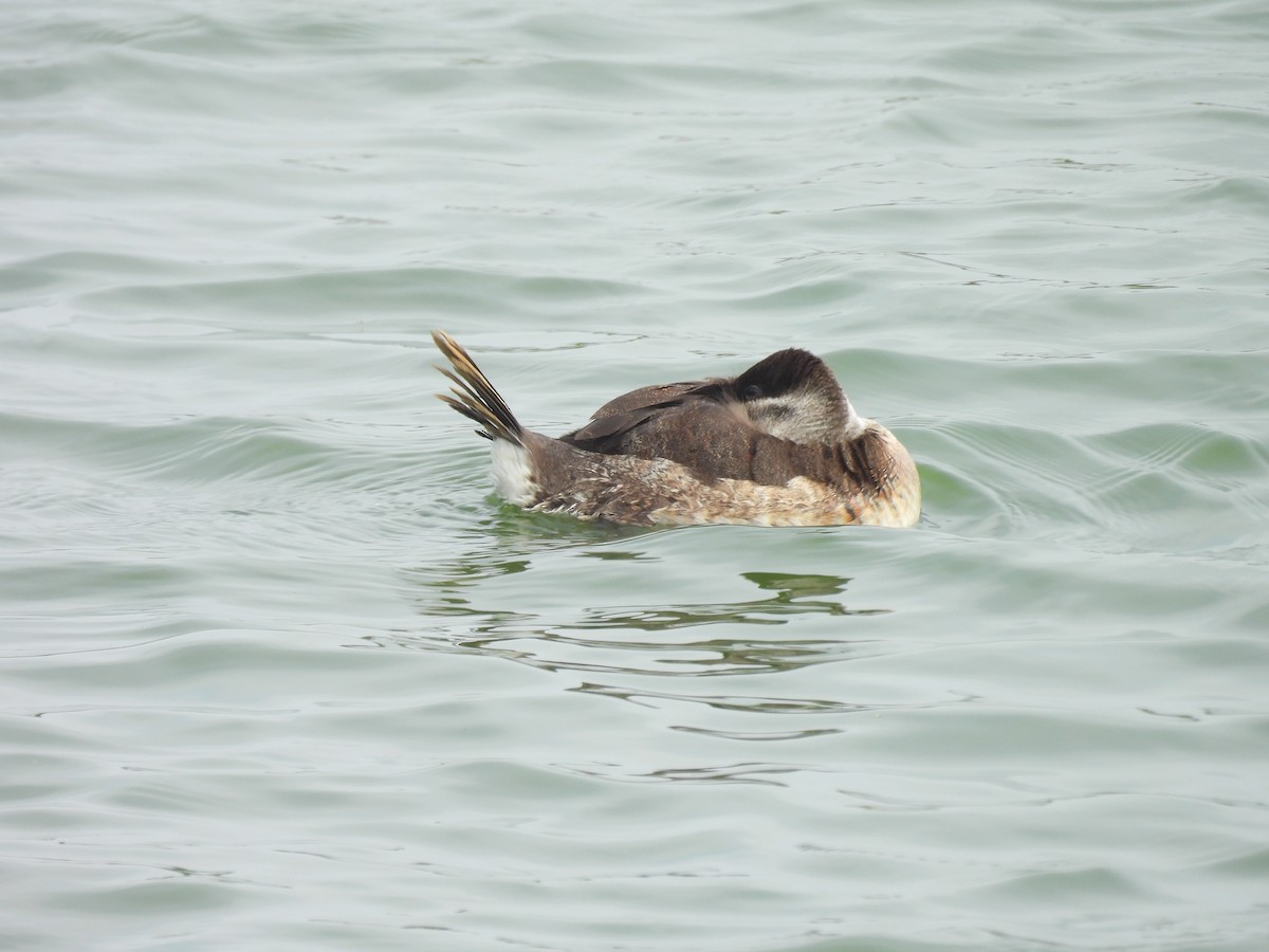 Ruddy Duck - Nick & Jane