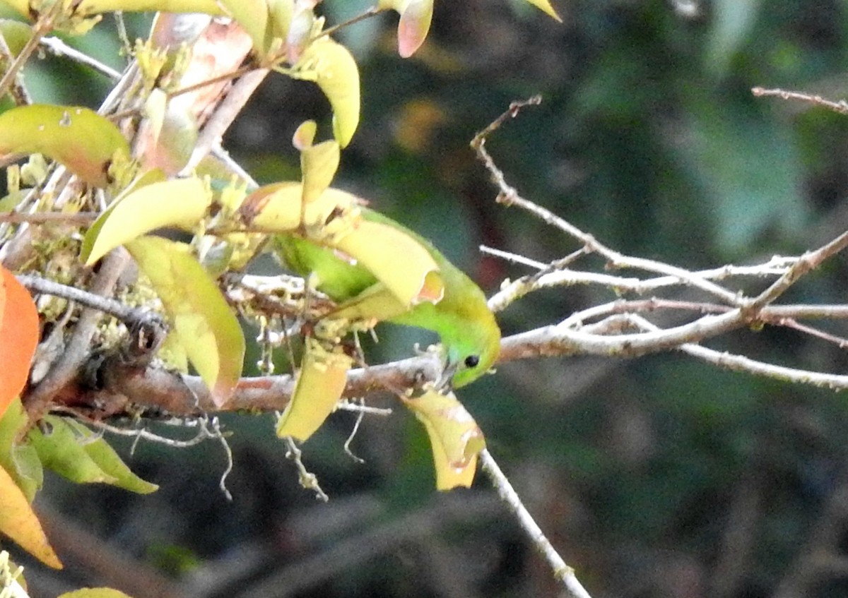 Blue-winged Leafbird - YM Liew