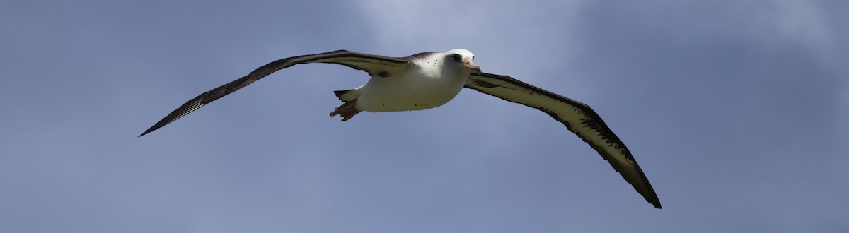 Laysan Albatross - Judy Walker