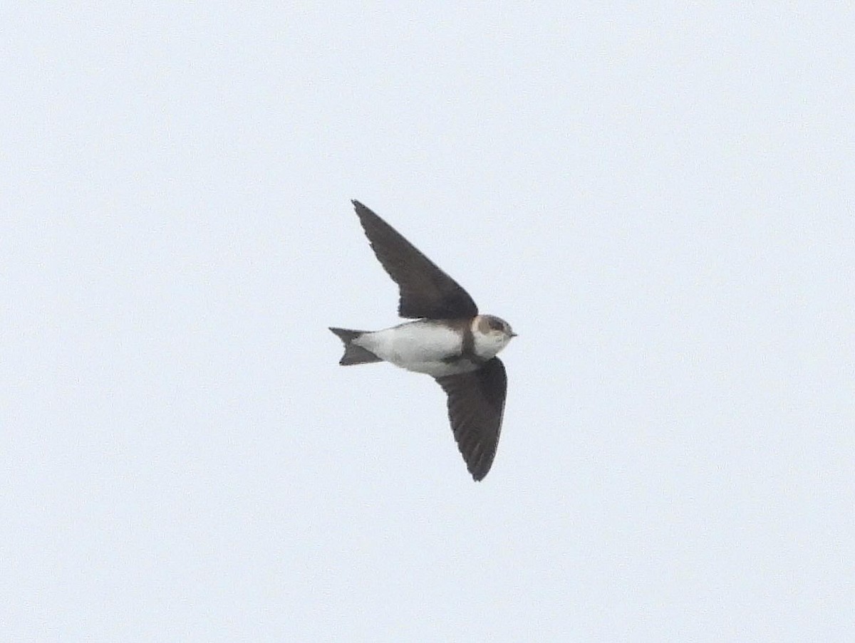 Bank Swallow - Nick & Jane