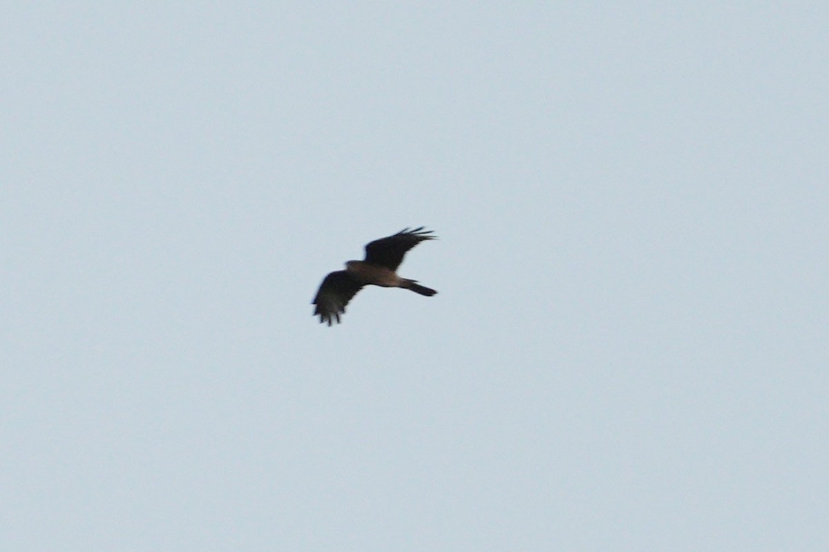 Chimango Caracara - Jorge Claudio Schlemmer