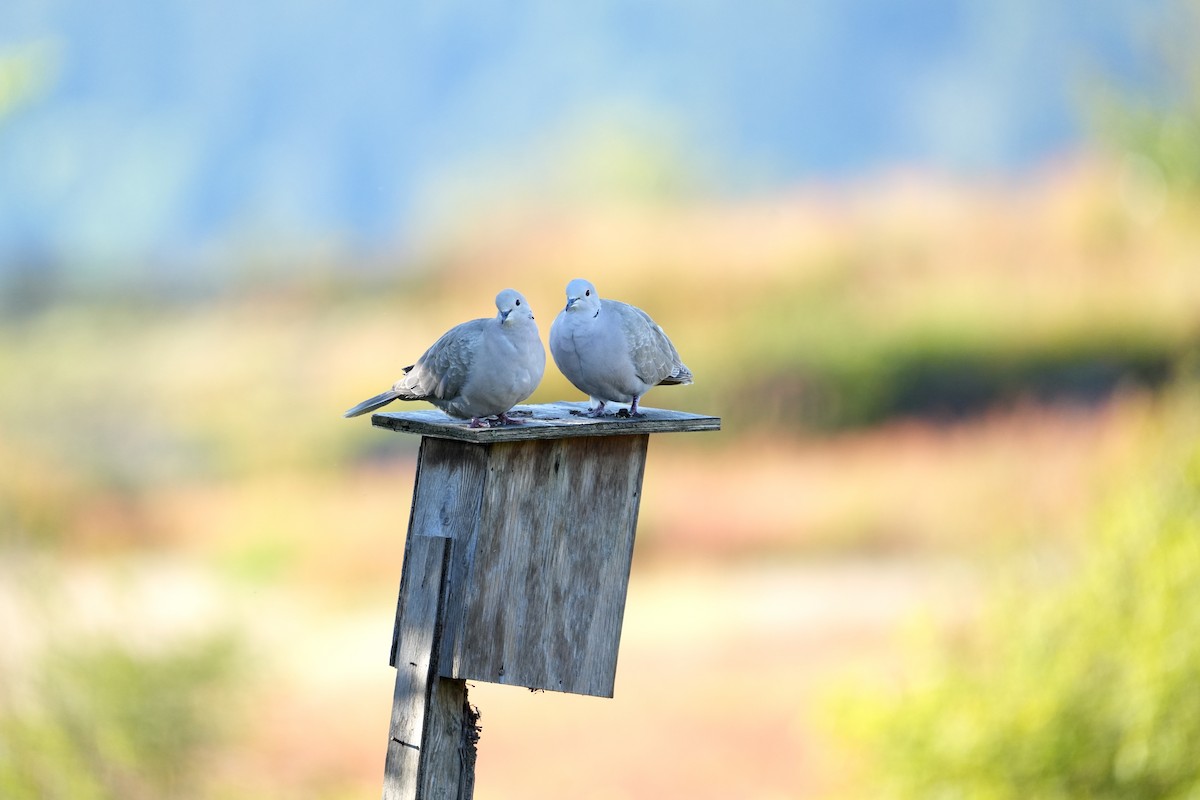 Eurasian Collared-Dove - Derek Etherton