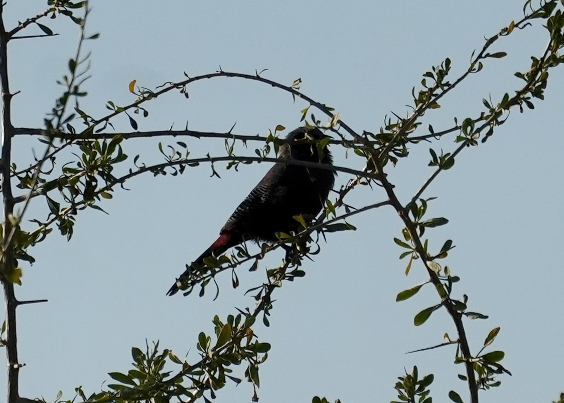 Black-faced Waxbill - ML619353785