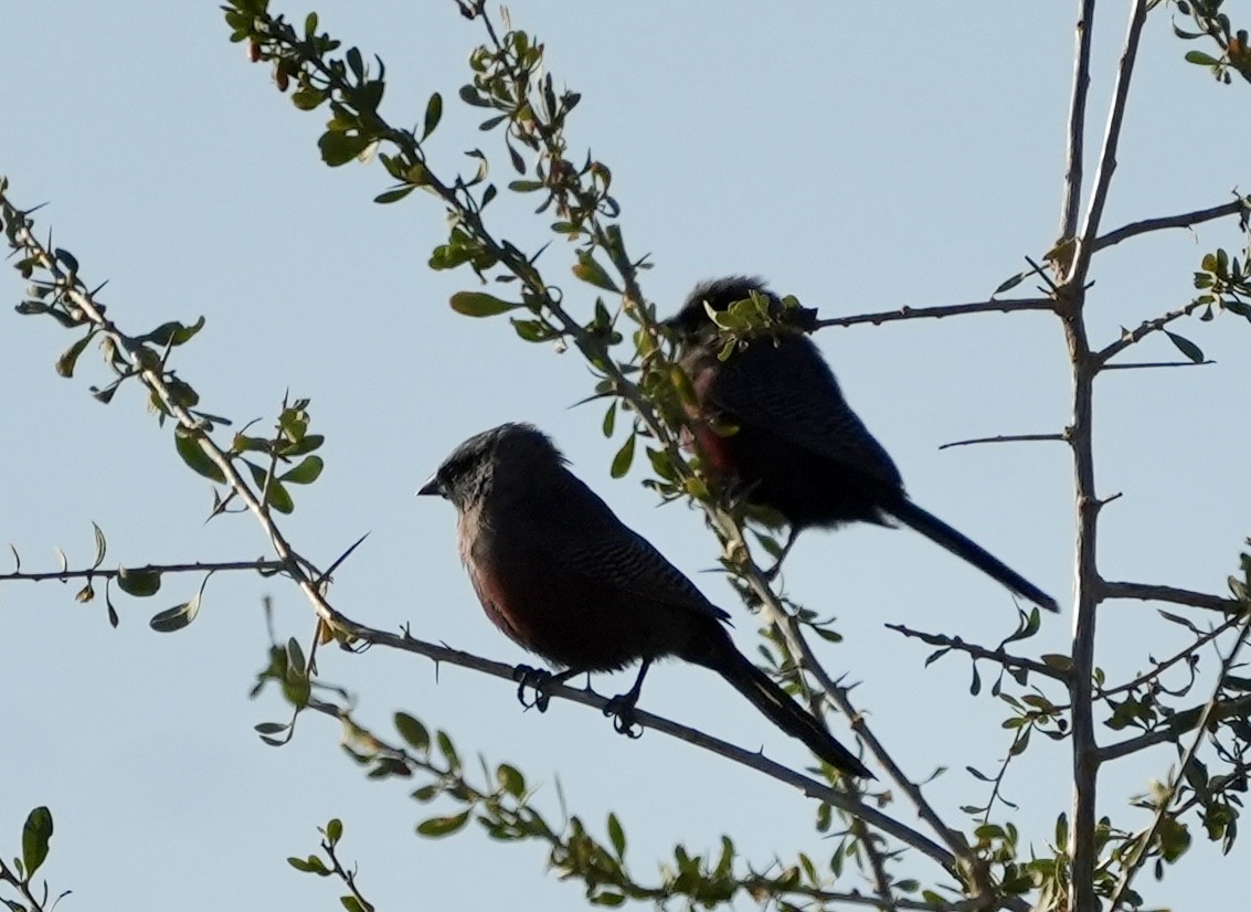 Black-faced Waxbill - ML619353786