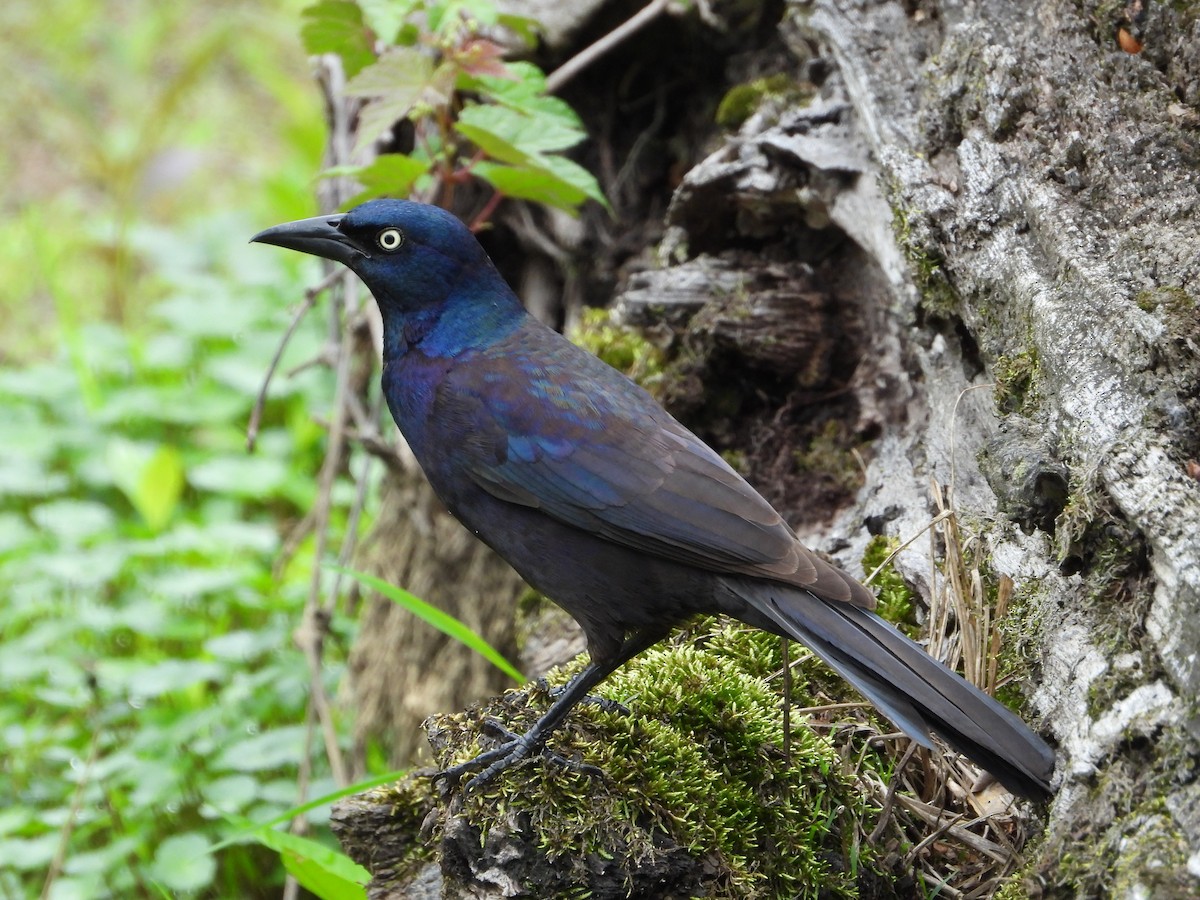 Common Grackle - Mike Cianciosi