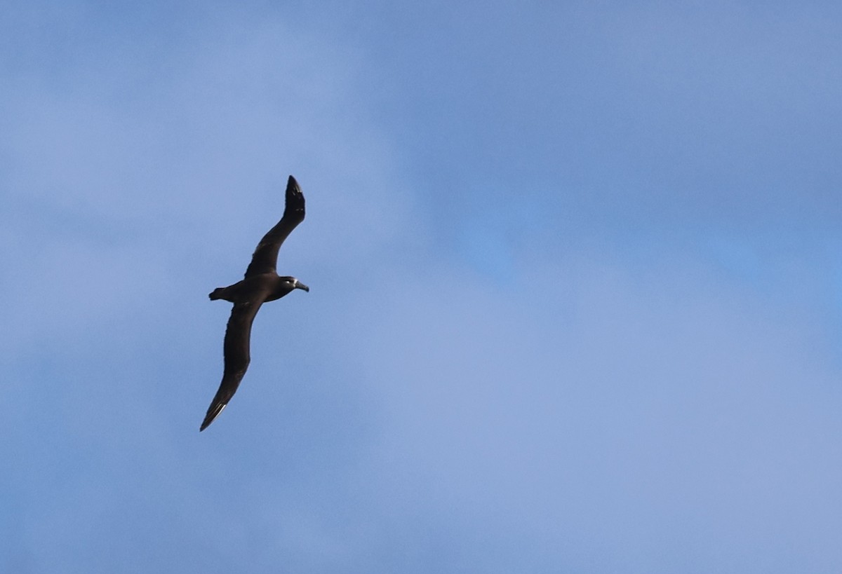 Black-footed Albatross - Judy Walker