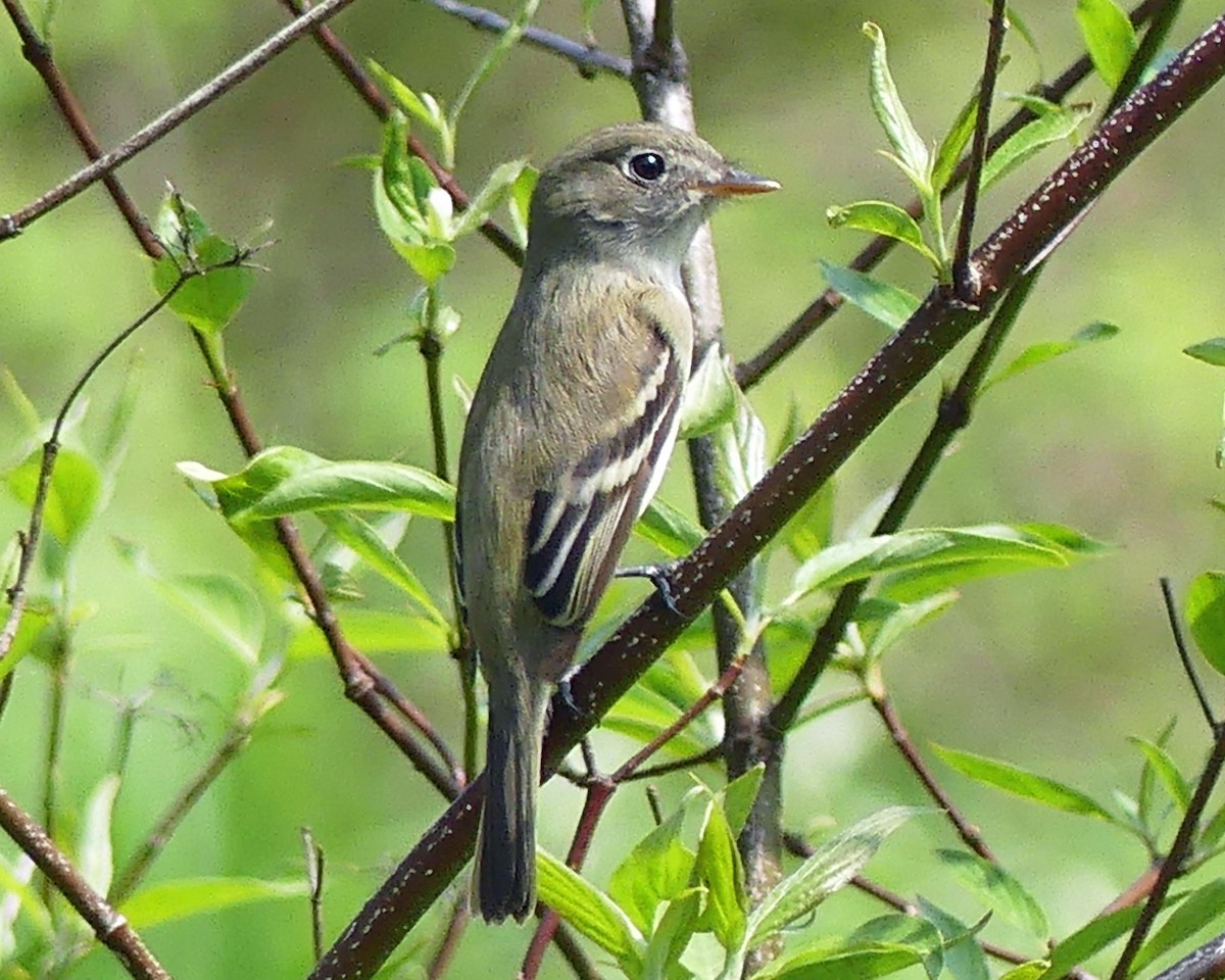 Mosquero Mínimo - ML619353816