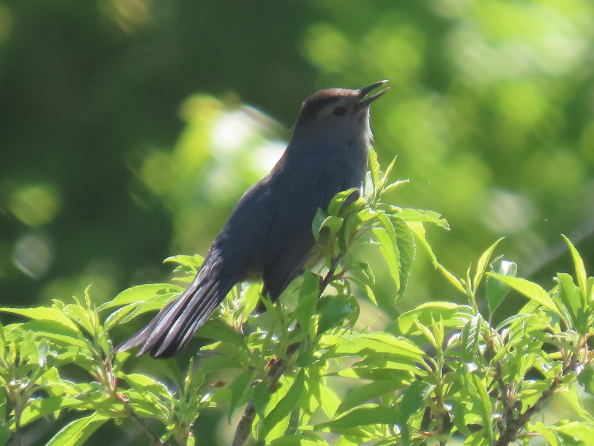 Gray Catbird - ML619353827