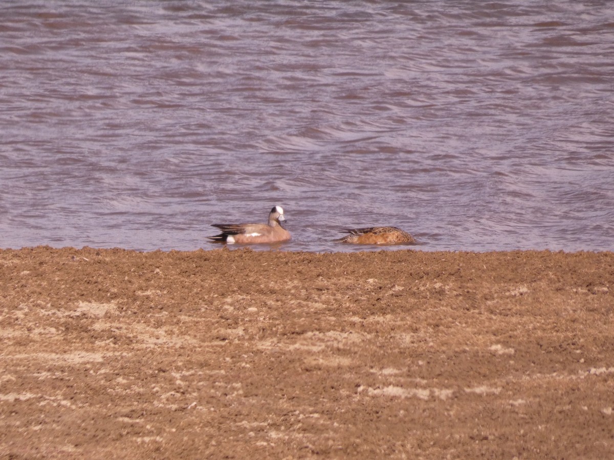 American Wigeon - Wesley McGee