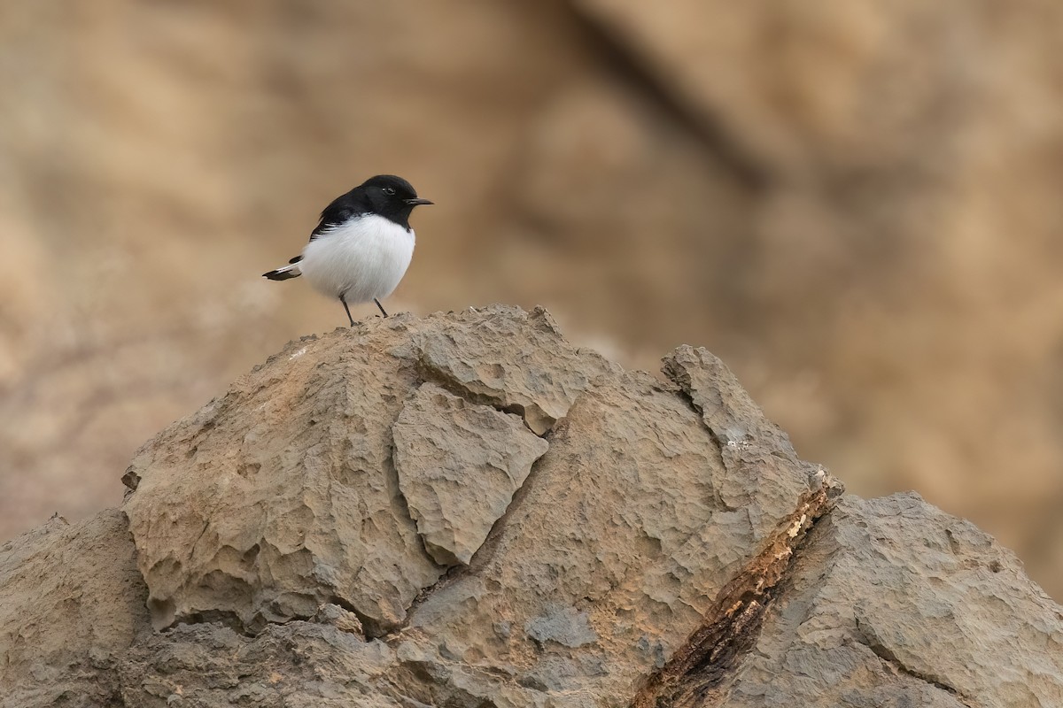 Hume's Wheatear - ML619353832