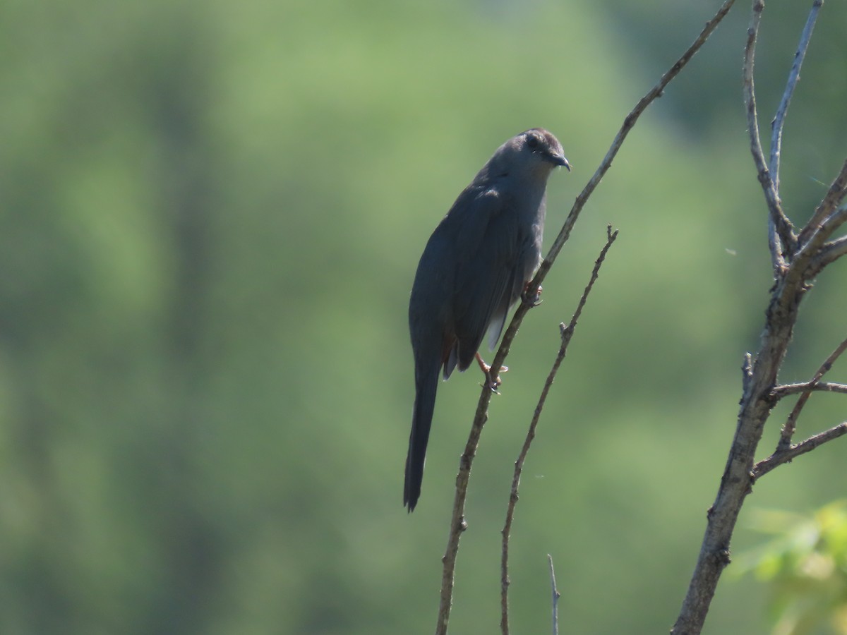 Gray Catbird - ML619353833