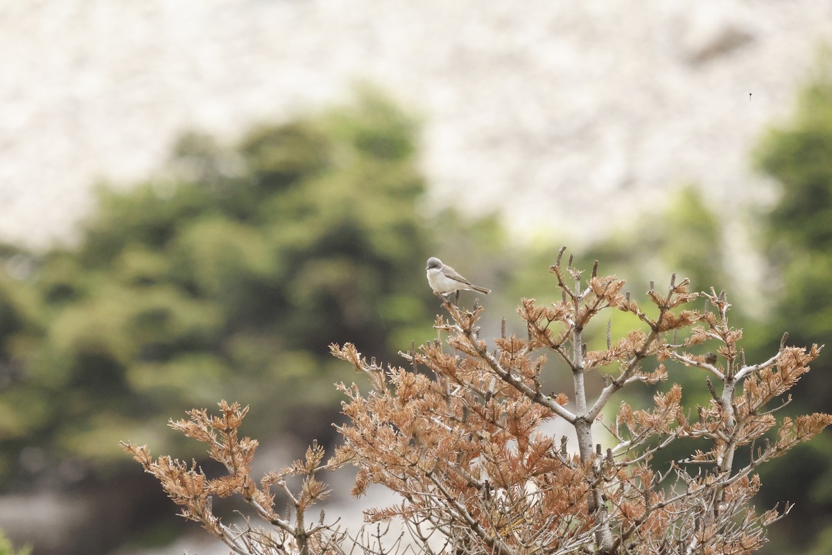 Lesser Whitethroat - Hüseyin Çiçek