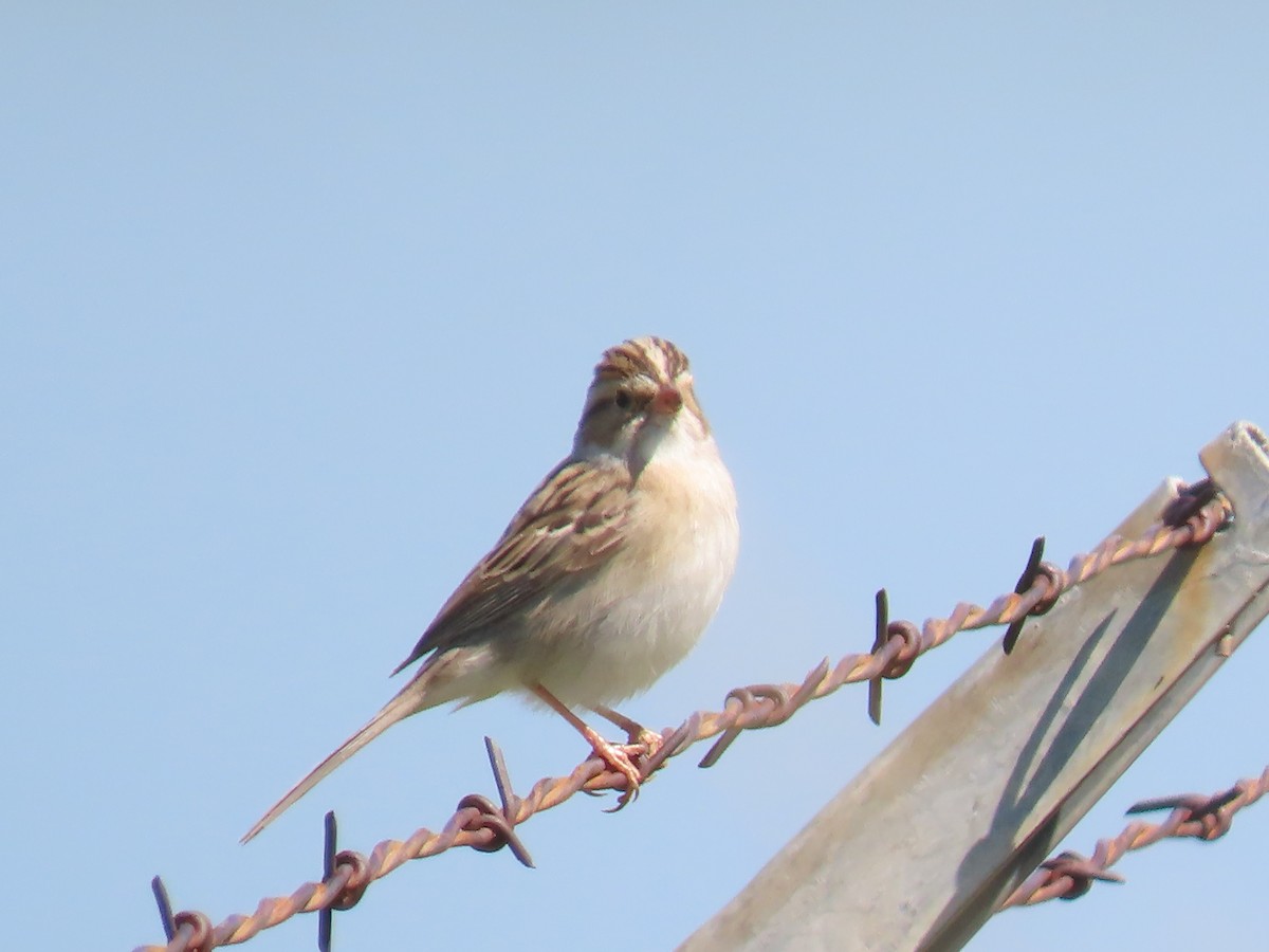 Clay-colored Sparrow - Katherine Holland