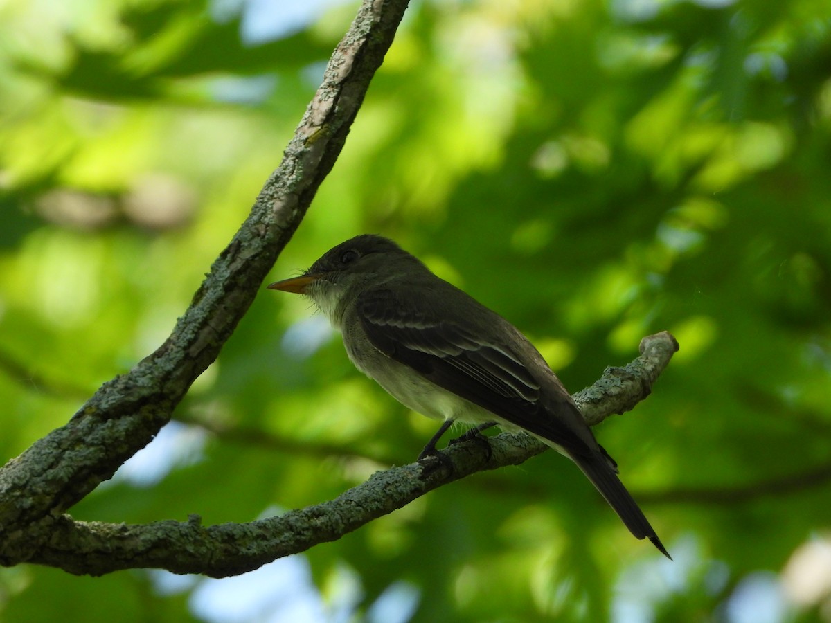 Alder Flycatcher - ML619353870