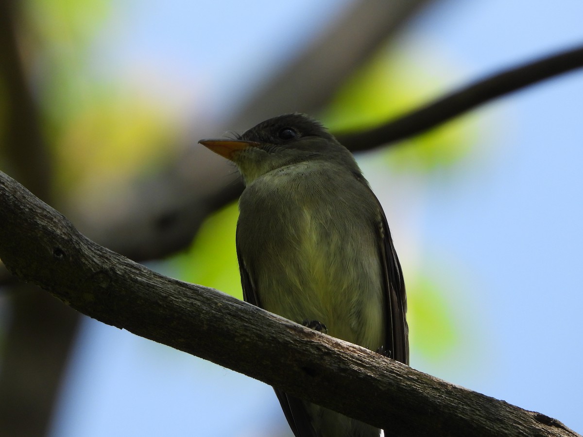 Alder Flycatcher - ML619353872