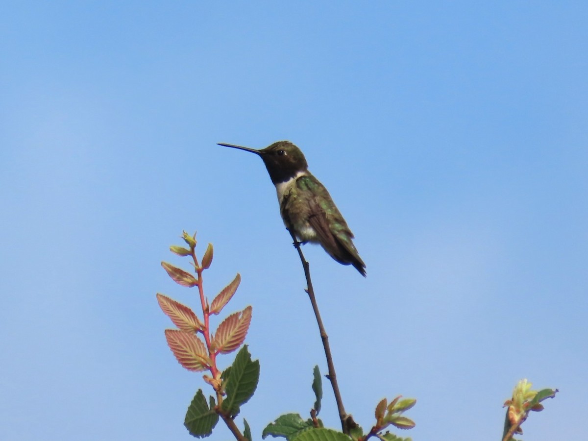 Black-chinned Hummingbird - Alan & Patsy Kuentz