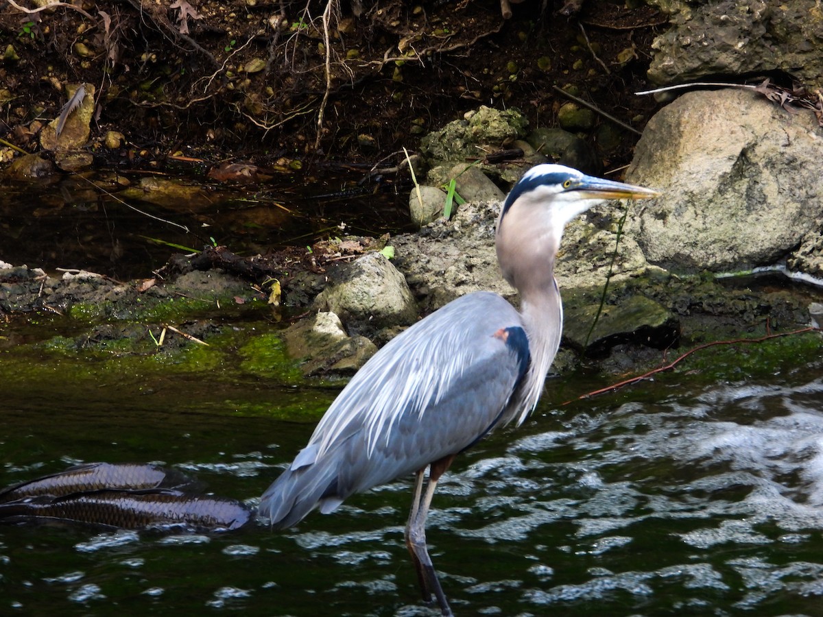 Great Blue Heron - Haley Gottardo