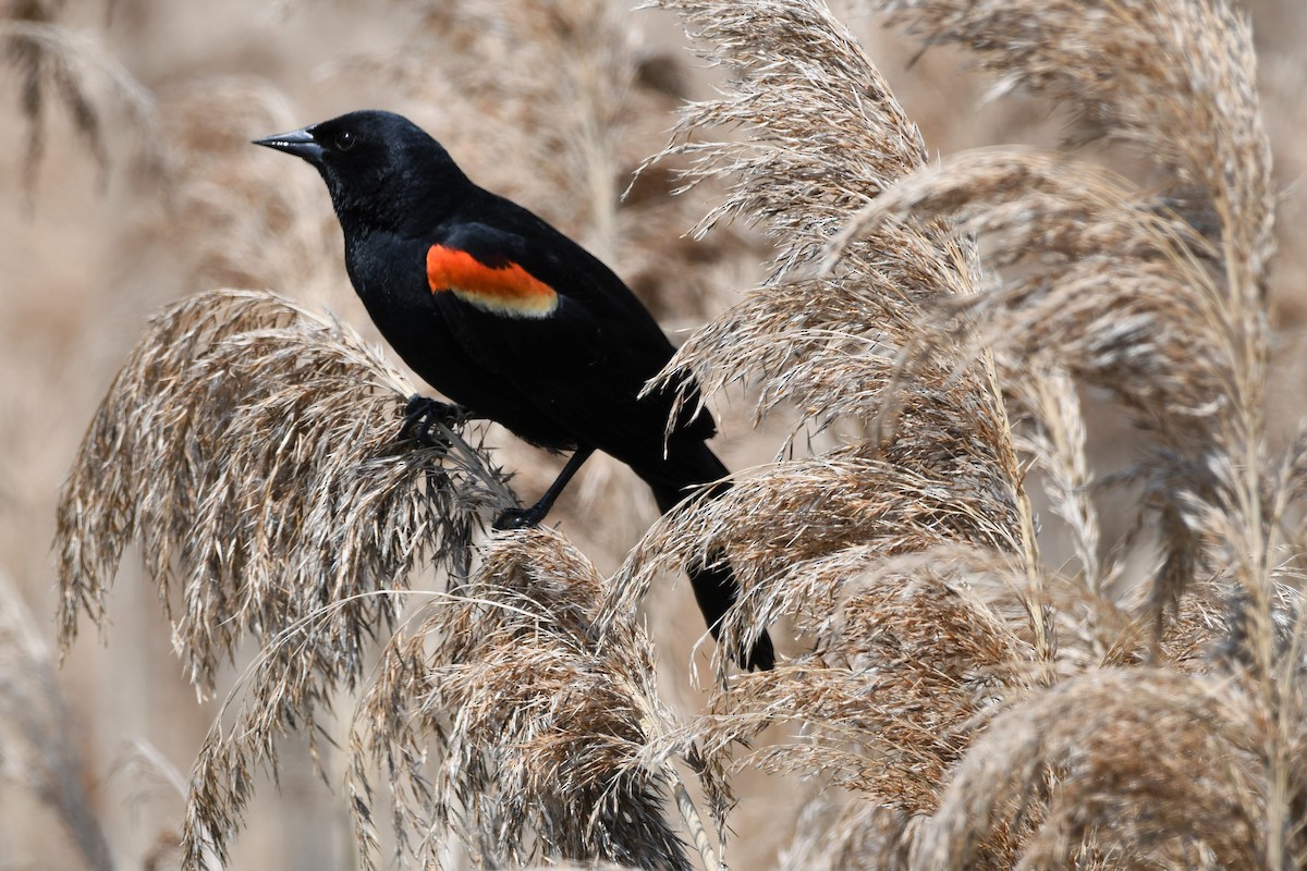 Red-winged Blackbird - Scott Clarke